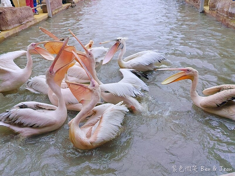 宜蘭縣壯圍鄉【蘭陽動植物王國】全台首座袋鼠公園、鵜鶘飛行餵食秀、超可愛泰迪羊、食蟻獸、樹懶、狐獴，門票、動物介紹