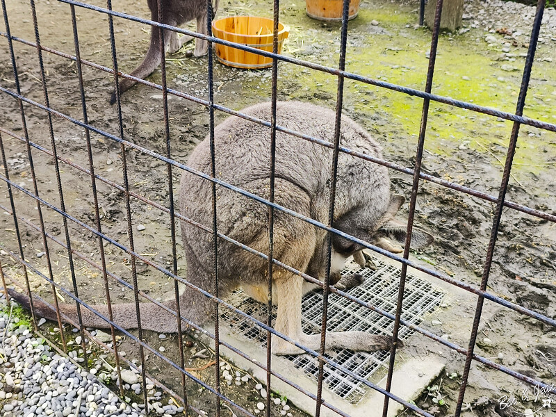 宜蘭縣壯圍鄉【蘭陽動植物王國】全台首座袋鼠公園、鵜鶘飛行餵食秀、超可愛泰迪羊、食蟻獸、樹懶、狐獴，門票、動物介紹