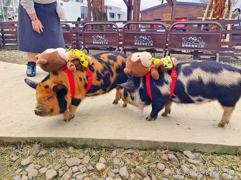 宜蘭縣壯圍鄉【蘭陽動植物王國】全台首座袋鼠公園、鵜鶘飛行餵食秀、超可愛泰迪羊、食蟻獸、樹懶、狐獴，門票、動物介紹