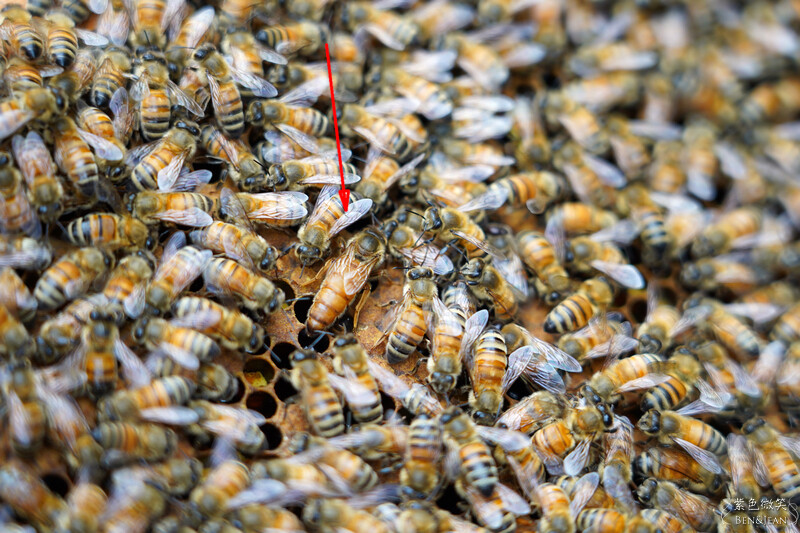 台北市內湖區【東林草莓園】台北內湖草莓季，草莓果醬鬆餅DIY、賞蜂趣，順遊白石湖吊橋及碧山巖