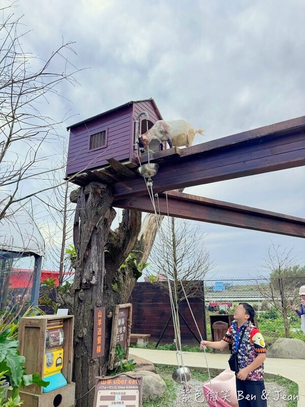 宜蘭縣壯圍鄉【蘭陽動植物王國】全台首座袋鼠公園、鵜鶘飛行餵食秀、超可愛泰迪羊、食蟻獸、樹懶、狐獴，門票、動物介紹