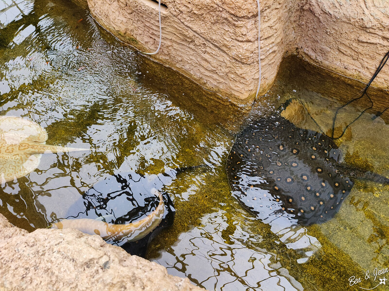 宜蘭縣壯圍鄉【蘭陽動植物王國】全台首座袋鼠公園、鵜鶘飛行餵食秀、超可愛泰迪羊、食蟻獸、樹懶、狐獴，門票、動物介紹