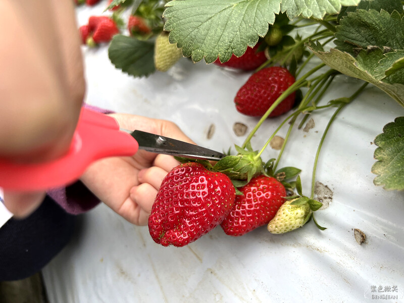 台北市內湖區【東林草莓園】台北內湖草莓季，草莓果醬鬆餅DIY、賞蜂趣，順遊白石湖吊橋及碧山巖