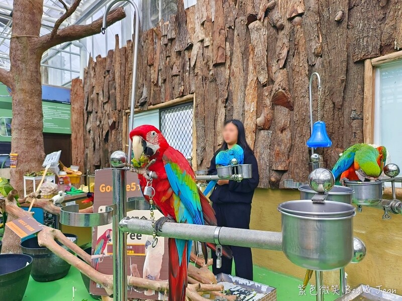 宜蘭縣壯圍鄉【蘭陽動植物王國】全台首座袋鼠公園、鵜鶘飛行餵食秀、超可愛泰迪羊、食蟻獸、樹懶、狐獴，門票、動物介紹