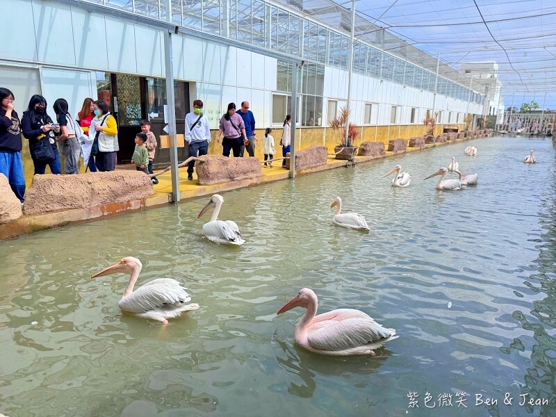 宜蘭縣壯圍鄉【蘭陽動植物王國】全台首座袋鼠公園、鵜鶘飛行餵食秀、超可愛泰迪羊、食蟻獸、樹懶、狐獴，門票、動物介紹
