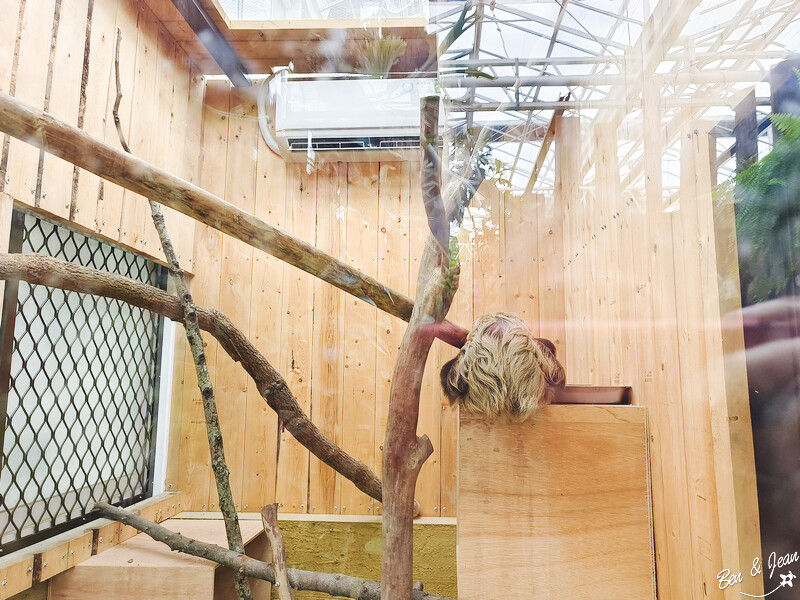 宜蘭縣壯圍鄉【蘭陽動植物王國】全台首座袋鼠公園、鵜鶘飛行餵食秀、超可愛泰迪羊、食蟻獸、樹懶、狐獴，門票、動物介紹