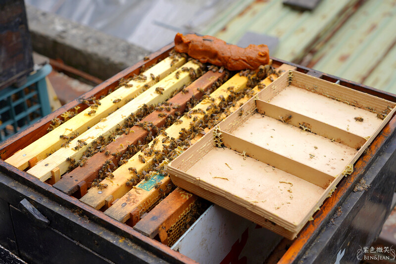 台北市內湖區【東林草莓園】台北內湖草莓季，草莓果醬鬆餅DIY、賞蜂趣，順遊白石湖吊橋及碧山巖
