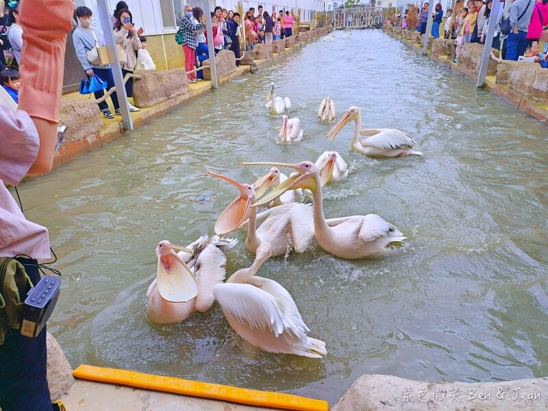 宜蘭縣壯圍鄉【蘭陽動植物王國】全台首座袋鼠公園、鵜鶘飛行餵食秀、超可愛泰迪羊、食蟻獸、樹懶、狐獴，門票、動物介紹