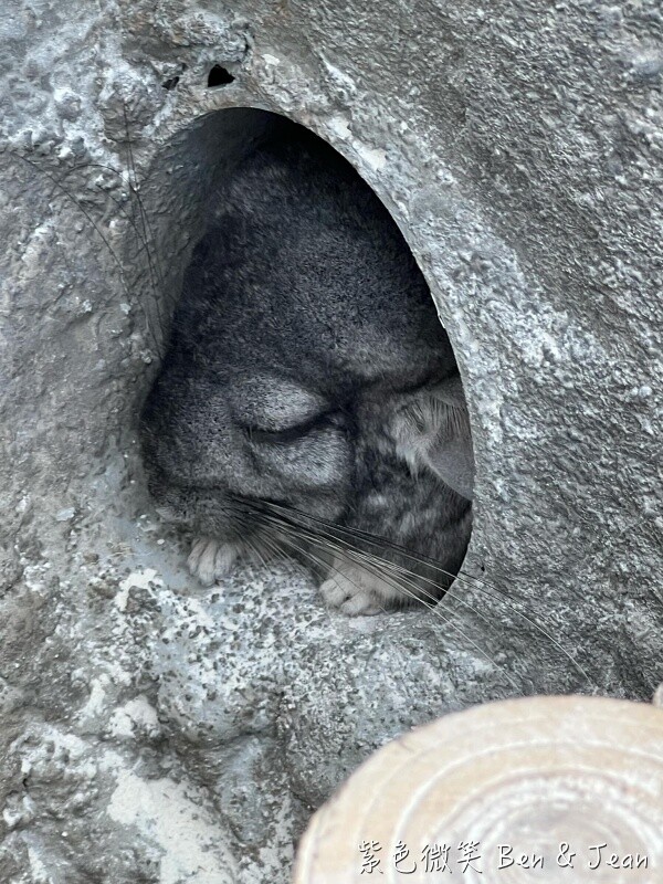 宜蘭縣壯圍鄉【蘭陽動植物王國】全台首座袋鼠公園、鵜鶘飛行餵食秀、超可愛泰迪羊、食蟻獸、樹懶、狐獴，門票、動物介紹