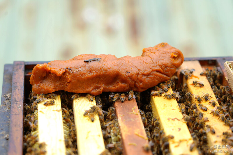 台北市內湖區【東林草莓園】台北內湖草莓季，草莓果醬鬆餅DIY、賞蜂趣，順遊白石湖吊橋及碧山巖