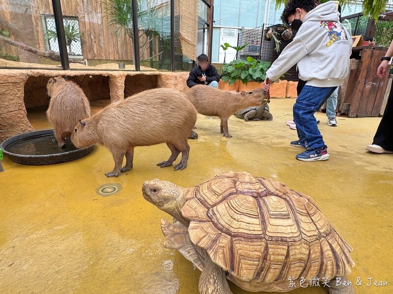 宜蘭縣壯圍鄉【蘭陽動植物王國】全台首座袋鼠公園、鵜鶘飛行餵食秀、超可愛泰迪羊、食蟻獸、樹懶、狐獴，門票、動物介紹