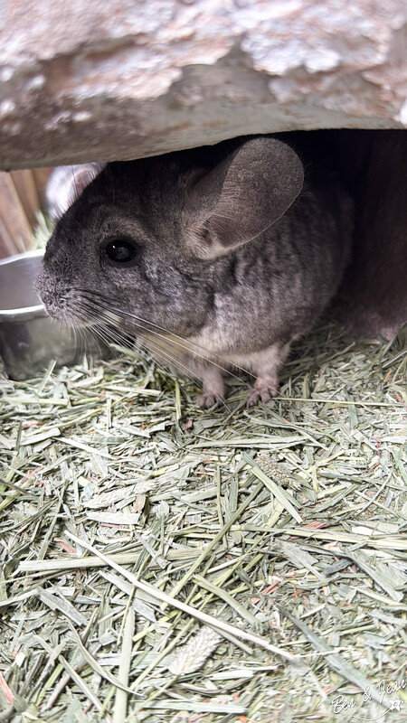 宜蘭縣壯圍鄉【蘭陽動植物王國】全台首座袋鼠公園、鵜鶘飛行餵食秀、超可愛泰迪羊、食蟻獸、樹懶、狐獴，門票、動物介紹