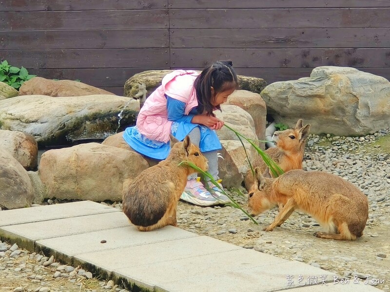 宜蘭縣壯圍鄉【蘭陽動植物王國】全台首座袋鼠公園、鵜鶘飛行餵食秀、超可愛泰迪羊、食蟻獸、樹懶、狐獴，門票、動物介紹