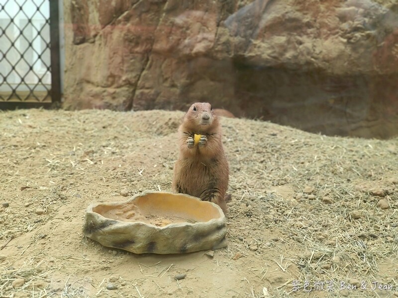 宜蘭縣壯圍鄉【蘭陽動植物王國】全台首座袋鼠公園、鵜鶘飛行餵食秀、超可愛泰迪羊、食蟻獸、樹懶、狐獴，門票、動物介紹