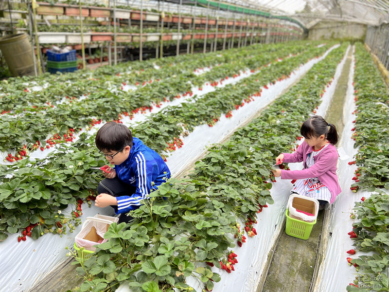 台北市內湖區【東林草莓園】台北內湖草莓季，草莓果醬鬆餅DIY、賞蜂趣，順遊白石湖吊橋及碧山巖