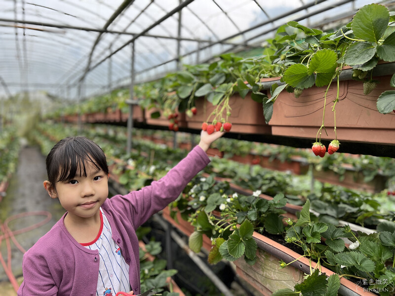 台北市內湖區【東林草莓園】台北內湖草莓季，草莓果醬鬆餅DIY、賞蜂趣，順遊白石湖吊橋及碧山巖