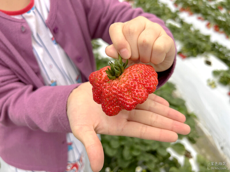 台北市內湖區【東林草莓園】台北內湖草莓季，草莓果醬鬆餅DIY、賞蜂趣，順遊白石湖吊橋及碧山巖