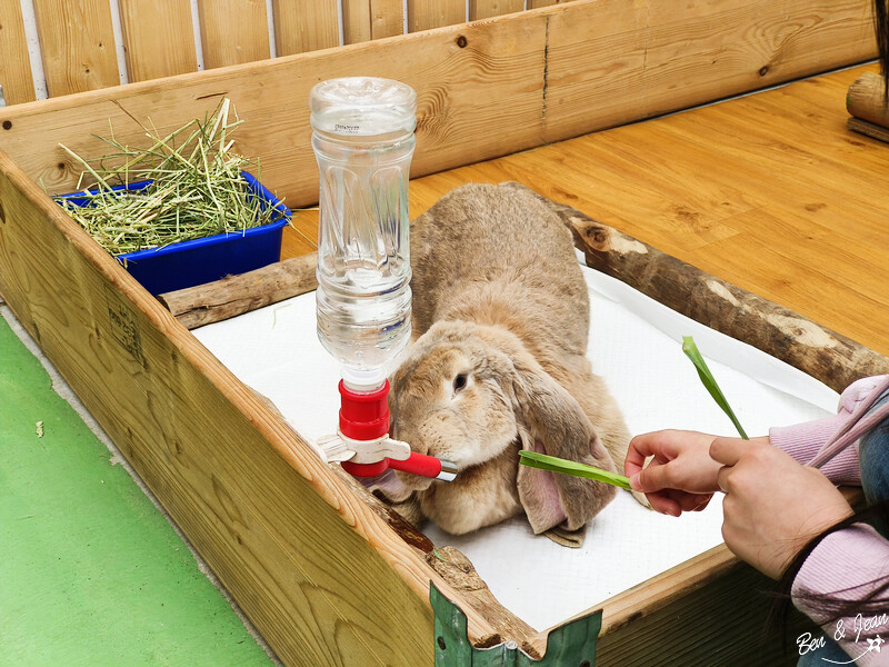 宜蘭縣壯圍鄉【蘭陽動植物王國】全台首座袋鼠公園、鵜鶘飛行餵食秀、超可愛泰迪羊、食蟻獸、樹懶、狐獴，門票、動物介紹