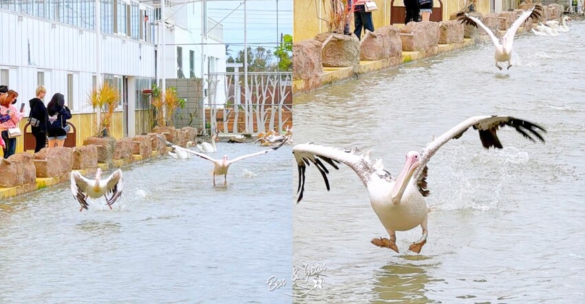 宜蘭縣壯圍鄉【蘭陽動植物王國】全台首座袋鼠公園、鵜鶘飛行餵食秀、超可愛泰迪羊、食蟻獸、樹懶、狐獴，門票、動物介紹