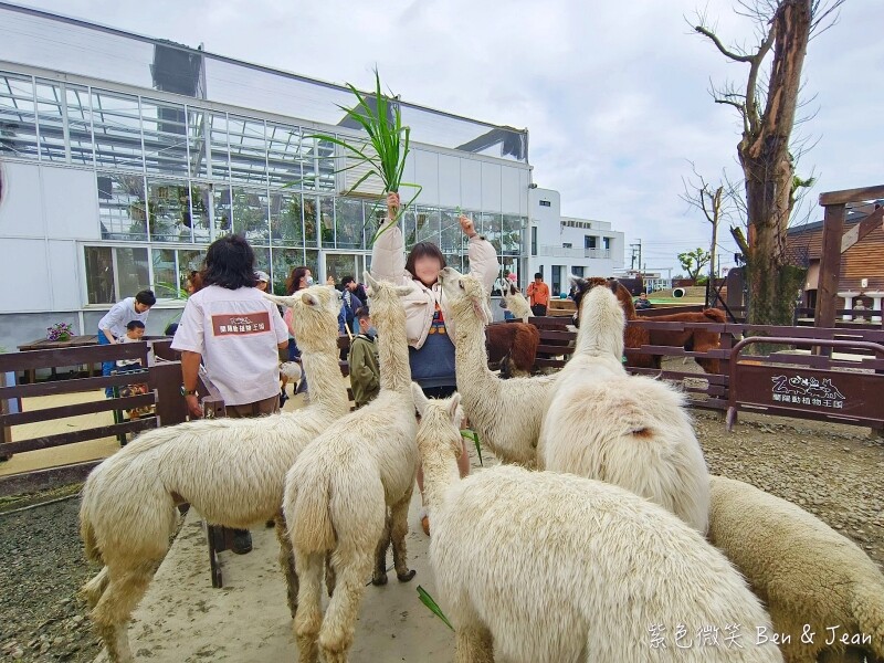 宜蘭縣壯圍鄉【蘭陽動植物王國】全台首座袋鼠公園、鵜鶘飛行餵食秀、超可愛泰迪羊、食蟻獸、樹懶、狐獴，門票、動物介紹