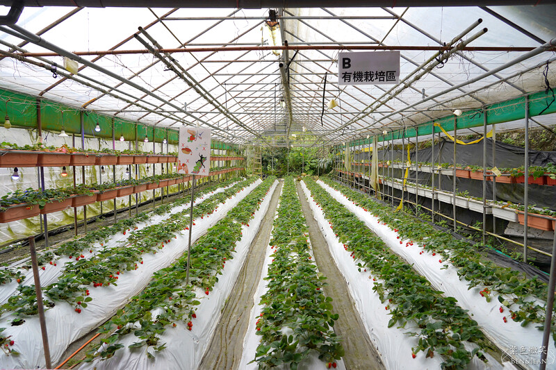 台北市內湖區【東林草莓園】台北內湖草莓季，草莓果醬鬆餅DIY、賞蜂趣，順遊白石湖吊橋及碧山巖