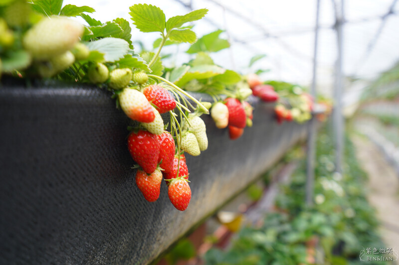 台北市內湖區【東林草莓園】台北內湖草莓季，草莓果醬鬆餅DIY、賞蜂趣，順遊白石湖吊橋及碧山巖