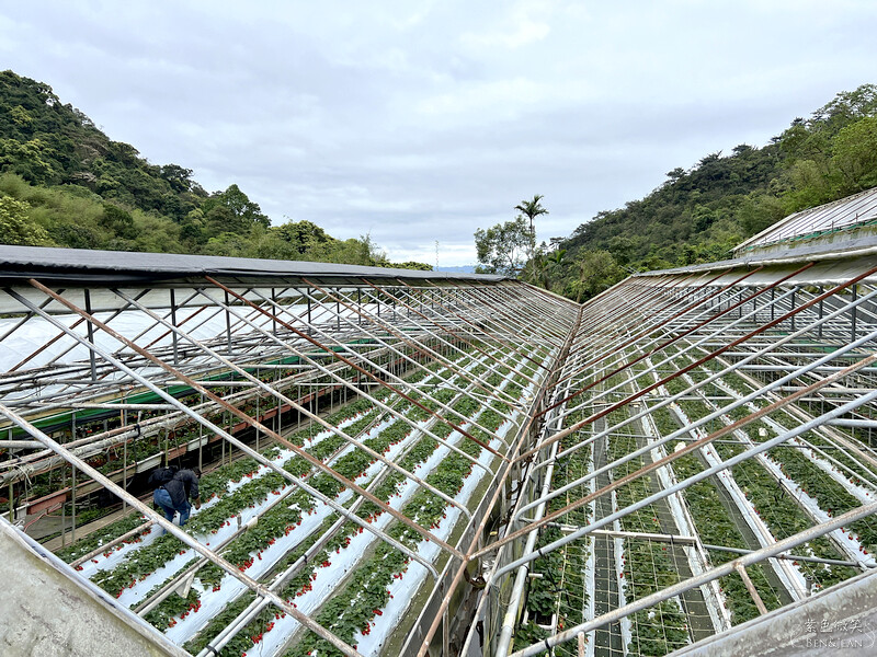 台北市內湖區【東林草莓園】台北內湖草莓季，草莓果醬鬆餅DIY、賞蜂趣，順遊白石湖吊橋及碧山巖