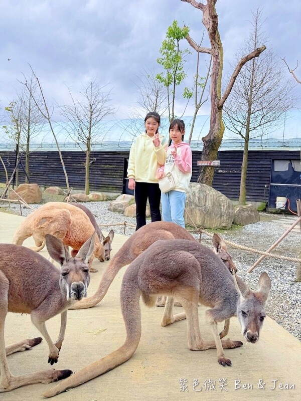 宜蘭縣壯圍鄉【蘭陽動植物王國】全台首座袋鼠公園、鵜鶘飛行餵食秀、超可愛泰迪羊、食蟻獸、樹懶、狐獴，門票、動物介紹