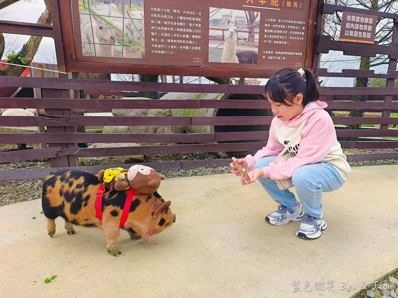 宜蘭縣壯圍鄉【蘭陽動植物王國】全台首座袋鼠公園、鵜鶘飛行餵食秀、超可愛泰迪羊、食蟻獸、樹懶、狐獴，門票、動物介紹