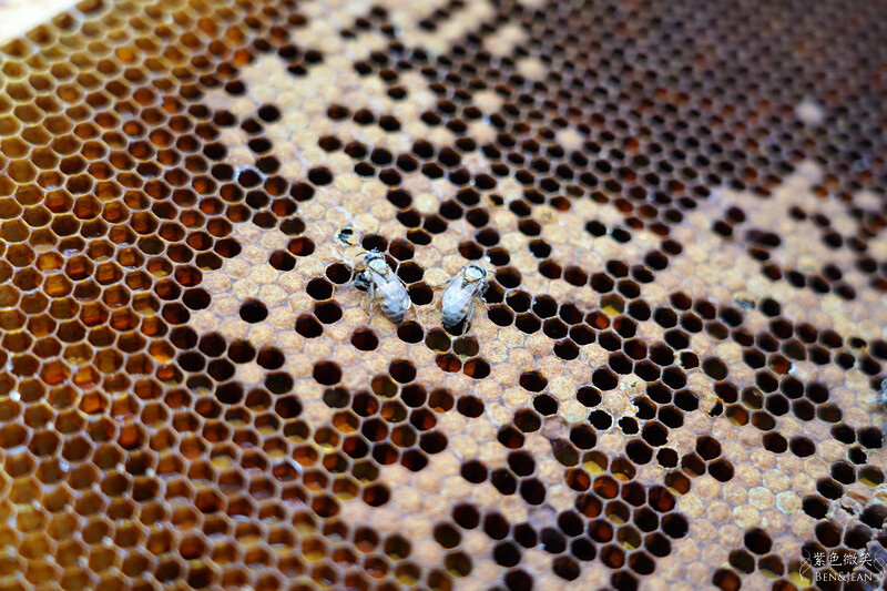 台北市內湖區【東林草莓園】台北內湖草莓季，草莓果醬鬆餅DIY、賞蜂趣，順遊白石湖吊橋及碧山巖