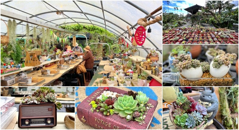 宜蘭縣壯圍鄉【蘭陽動植物王國】全台首座袋鼠公園、鵜鶘飛行餵食秀、超可愛泰迪羊、食蟻獸、樹懶、狐獴，門票、動物介紹