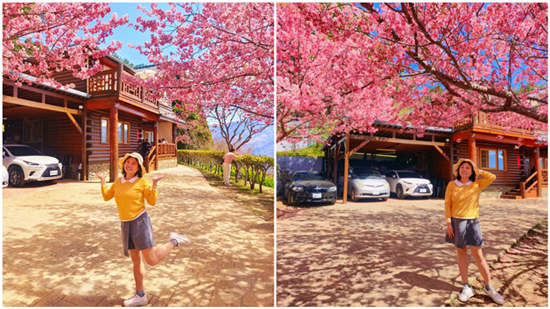 南投縣仁愛鄉南投清境賞櫻景點推薦｜駿亦景觀民宿和星嵐拉麵,櫻花季必訪