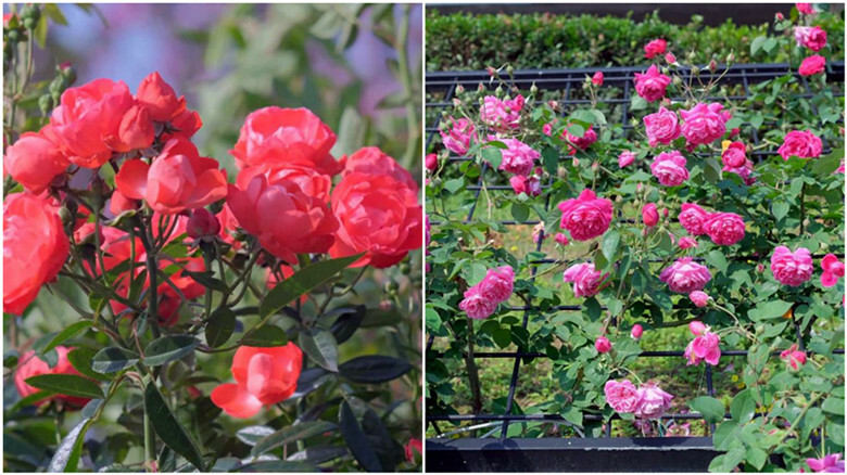 台北市大安區2025台北賞花季|杜鵑花,玫瑰花,海芋和紫藤花陸續登場日期資訊