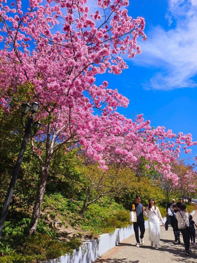 南投縣仁愛鄉南投清境賞櫻景點推薦｜駿亦景觀民宿和星嵐拉麵,櫻花季必訪
