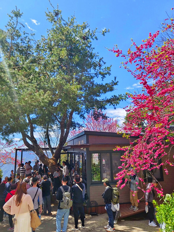 南投縣仁愛鄉南投清境賞櫻景點推薦｜駿亦景觀民宿和星嵐拉麵,櫻花季必訪