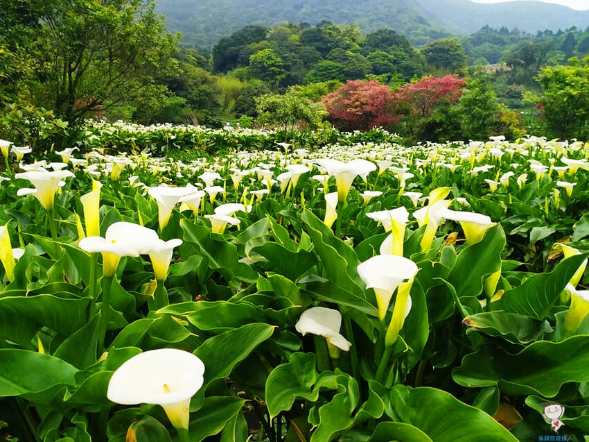 台北市大安區2025台北賞花季|杜鵑花,玫瑰花,海芋和紫藤花陸續登場日期資訊