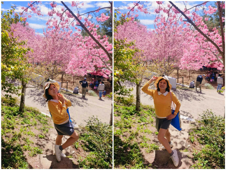 南投縣仁愛鄉南投清境賞櫻景點推薦｜駿亦景觀民宿和星嵐拉麵,櫻花季必訪