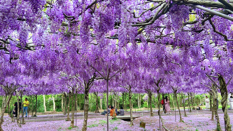 台北市大安區2025台北賞花季|杜鵑花,玫瑰花,海芋和紫藤花陸續登場日期資訊