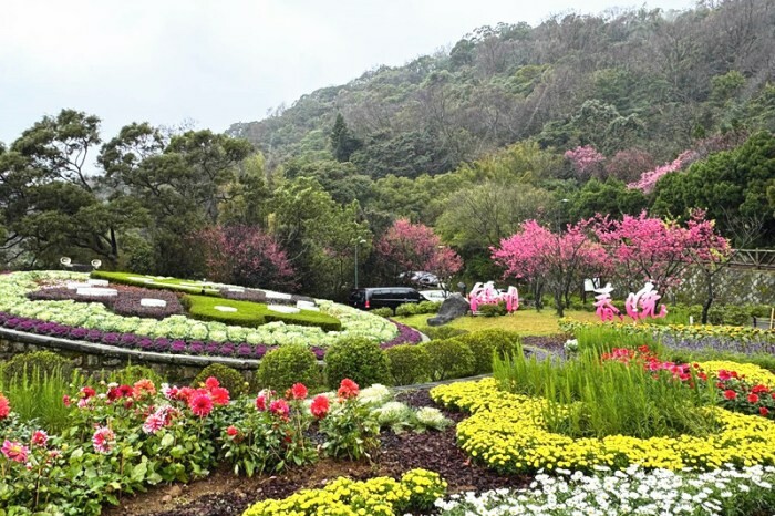 台北市大安區2025台北賞花季|杜鵑花,玫瑰花,海芋和紫藤花陸續登場日期資訊
