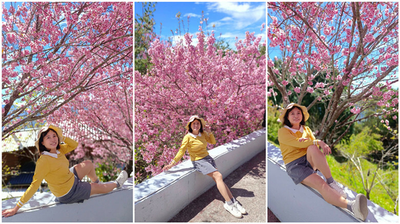 南投縣仁愛鄉南投清境賞櫻景點推薦｜駿亦景觀民宿和星嵐拉麵,櫻花季必訪