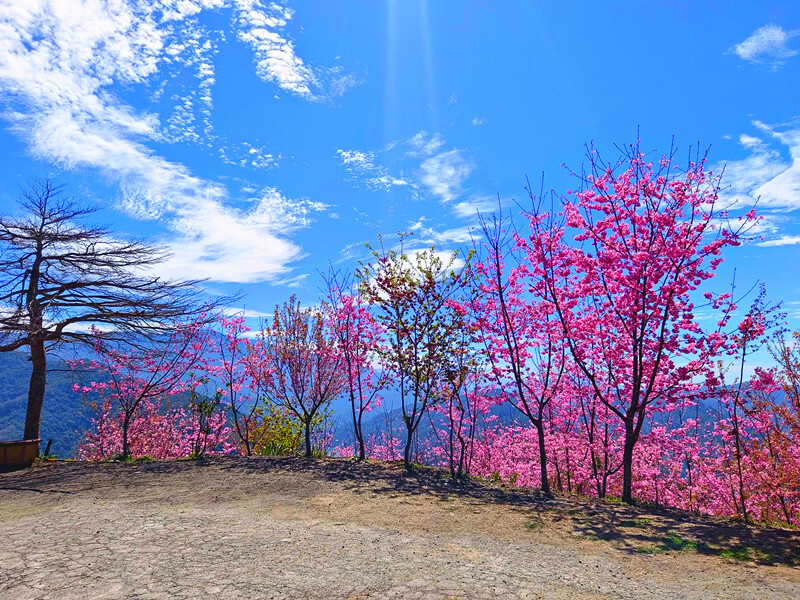 南投縣仁愛鄉南投清境賞櫻景點推薦｜駿亦景觀民宿和星嵐拉麵,櫻花季必訪