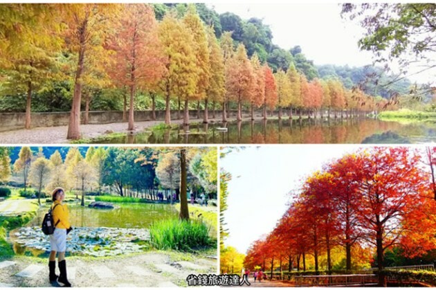 台北市大安區2025台北賞花季|杜鵑花,玫瑰花,海芋和紫藤花陸續登場日期資訊