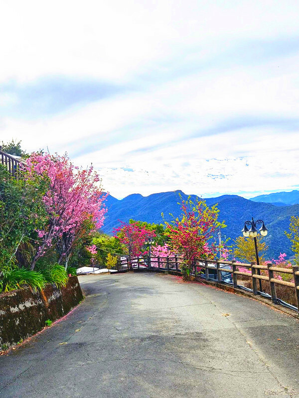 南投縣仁愛鄉南投清境賞櫻景點推薦｜駿亦景觀民宿和星嵐拉麵,櫻花季必訪