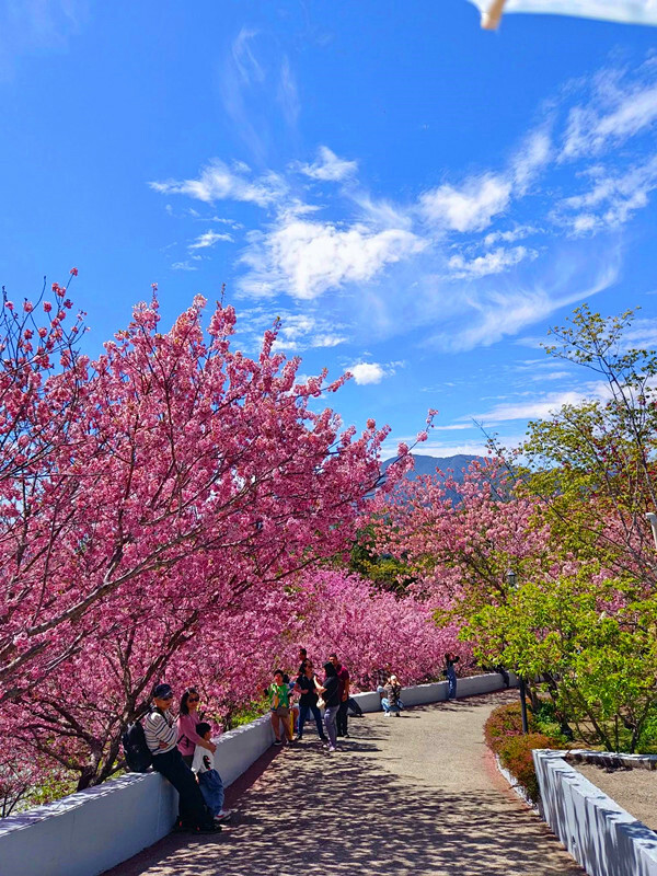 南投縣仁愛鄉南投清境賞櫻景點推薦｜駿亦景觀民宿和星嵐拉麵,櫻花季必訪