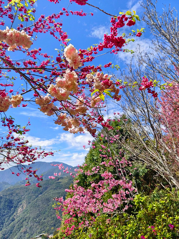 南投縣仁愛鄉南投清境賞櫻景點推薦｜駿亦景觀民宿和星嵐拉麵,櫻花季必訪