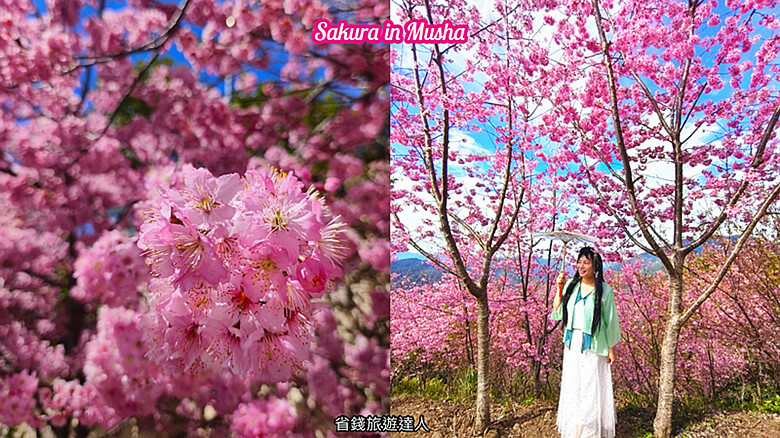 南投縣仁愛鄉南投清境賞櫻景點推薦｜駿亦景觀民宿和星嵐拉麵,櫻花季必訪