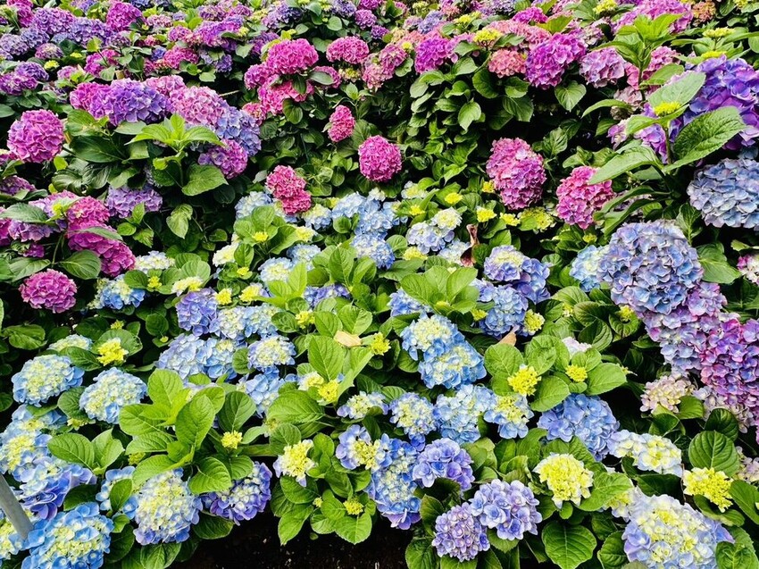 台北市大安區2025台北賞花季|杜鵑花,玫瑰花,海芋和紫藤花陸續登場日期資訊