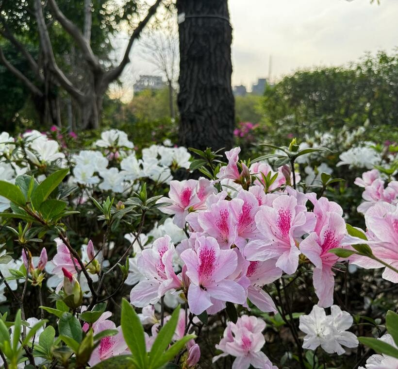 台北市大安區2025台北賞花季|杜鵑花,玫瑰花,海芋和紫藤花陸續登場日期資訊