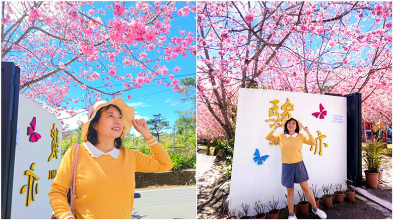 南投縣仁愛鄉南投清境賞櫻景點推薦｜駿亦景觀民宿和星嵐拉麵,櫻花季必訪