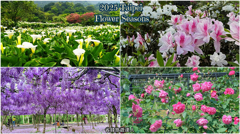 台北市大安區2025台北賞花季|杜鵑花,玫瑰花,海芋和紫藤花陸續登場日期資訊